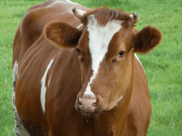 Kohvedels NEXT TOP KUH