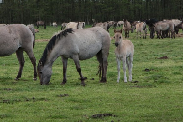 Die Fohlen sorgten für so manches "Ach wie süüüß"