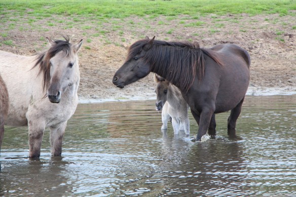 Ein mutiges Fohlen folgt der Einladung der Mutter zu einem Kurzbad
