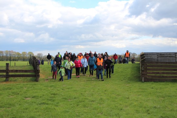 Die Herde "stürmt" in die Arena.