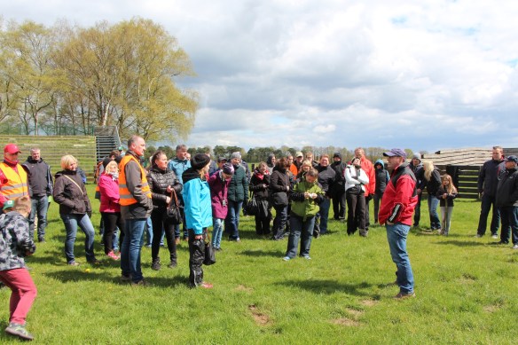 Der Ablauf des Wildpferdefangs wird in der Arena erläutert.